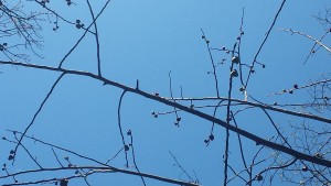 This is what pawpaw flowers look like in early spring, when they are blooming.