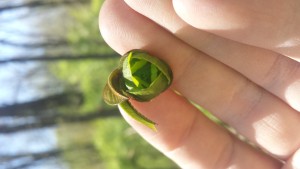 Undeveloped Pawpaw flower
