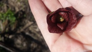 Pawpaw flower in full bloom